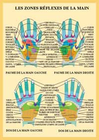 Planche plastifiée les Zones réflexes de la main (A4)