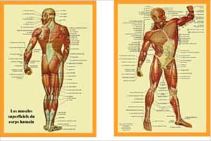 Planche cellophanée les muscles superficiels du corps humain (A4 double)