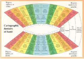 Planche plastifiée Cartographie dentaire et santé (A4)