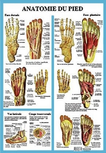 Poster plastifié Anatomie du pied (A2)