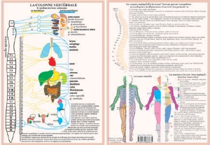Planche plastifiée La colonne vertébrale (A4)