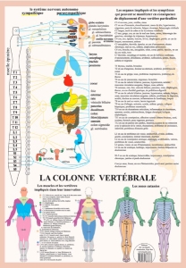 Poster plastifié La Colonne vertebrale (A2)