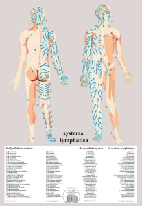 Poster plastifié le Système lymphatique (A2)